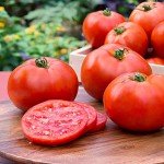 Better Boy Tomato Plants: 4 Pack, Disease Resistant