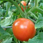 Better Boy Tomato Plants: 4 Pack, Disease Resistant
