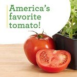 Better Boy Tomato Plants: 4 Pack, Disease Resistant