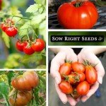 Classic Tomato Seed Collection - Non-GMO Heirloom Varieties