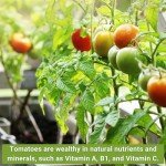 Classic Tomato Seed Collection - Non-GMO Heirloom Varieties