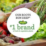 Better Boy Tomato Plants: 4 Pack, Disease Resistant