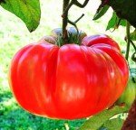 Delicious Pink Ponderosa Heirloom Tomato Seeds