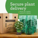 Bonnie Plants Lavender Herb - 4 Pack