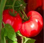Delicious Pink Ponderosa Heirloom Tomato Seeds