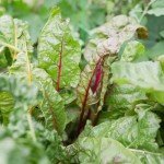 Organic Lettuce Seeds Collection (10-Pack) - Non-GMO