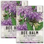 Wild Bergamot Bee Balm Seeds - 400 Heirloom Seeds