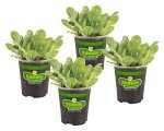 Bonnie Plants Green Romaine Lettuce 4-Pack