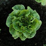Bonnie Plants Green Romaine Lettuce 4-Pack