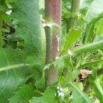 Wild Lettuce Seeds (Lactuca virosa) - 50 Pack
