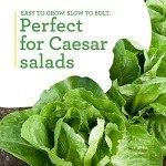 Bonnie Plants Green Romaine Lettuce 4-Pack