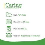 Bonnie Plants Green Romaine Lettuce 4-Pack