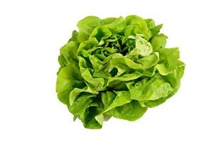 500 Buttercrunch Lettuce Seeds - Heirloom Non-GMO