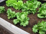 500 Heirloom Iceberg Lettuce Seeds for Home Garden