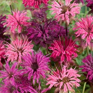 Lemon Bee Balm Flower Seeds Mix for Gardeners
