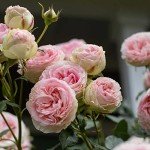 Eden Climber® Heirloom Pink Rose Plant