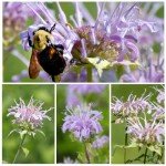 Wild Bergamot Bee Balm Seeds - 400 Heirloom Seeds