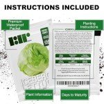 500 Heirloom Iceberg Lettuce Seeds for Home Garden