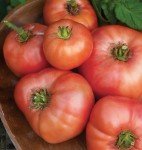 Brandywine Pink Beefsteak Tomato Seeds - 90 Count