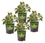 Bee Balm Live Plants, 4-Pack, 19.3 oz