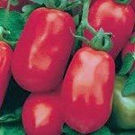 Italian Roma Tomato Seeds - 25 Heirloom Seeds