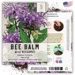 Wild Bergamot Bee Balm Seeds - 400 Heirloom Seeds