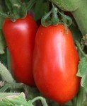 Italian Roma Tomato Seeds - 25 Heirloom Seeds