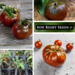 Brandywine Black Tomato Seeds - Non-GMO Heirloom