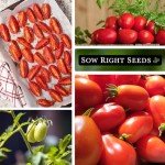 Roma Tomato Seeds - Non-GMO, Heirloom Variety