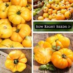 Yellow Brandywine Tomato Seeds - Non-GMO Heirloom