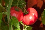 Brandywine Red Tomato Plants - Two Live Non-GMO