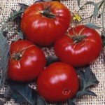 Brandywine Red Tomato Plants - Two Live Non-GMO
