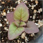 Wild Bergamot Bee Balm Seeds - 400 Heirloom Seeds