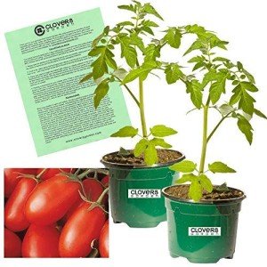 La Roma Red Tomato Plants - 2 Live Non-GMO