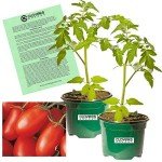 La Roma Red Tomato Plants - 2 Live Non-GMO