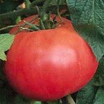 Brandywine Red Tomato Plants - Two Live Non-GMO