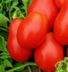 250 Roma VF Non-GMO Heirloom Tomato Seeds