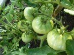 Brandywine Red Tomato Plants - Two Live Non-GMO