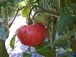 Brandywine Red Tomato Plants - Two Live Non-GMO
