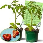 Brandywine Pink Tomato Plants - Live Non-GMO Duo