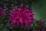 Wild Bergamot Bee Balm Seeds - 1000+ Non-GMO