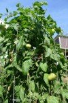 Brandywine Red Tomato Plants - Two Live Non-GMO