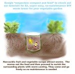 Sun Gold Cherry Tomato Seeds - Non-GMO for Home Gardening