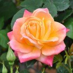 Joseph's Coat Climbing Rose Plant for Gardens