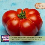 Brandywine Pink Tomato Plants - Live Non-GMO Duo