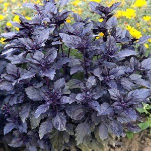 Dark Opal Basil Seeds - 1000 Non-GMO Seeds