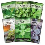 Basil Seed Collection - Genovese, Thai, Lemon & More