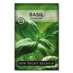 Genovese Sweet Basil Seeds for Home Gardening