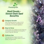 Dark Opal Basil Seeds - 1000 Non-GMO Seeds