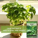 Genovese Sweet Basil Seeds for Home Gardening